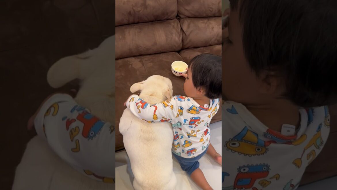 初めて肩を組む犬と子供 #shorts #フレンチブルドッグ
