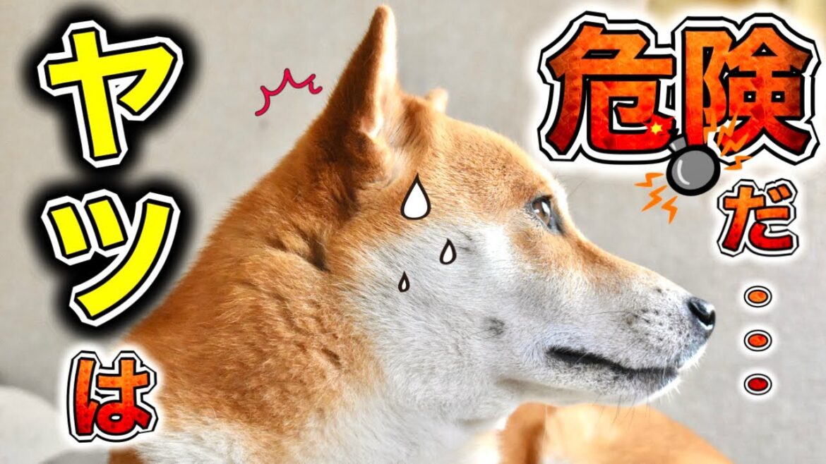 あなたはどう戦う？柴犬こむぎと漆黒の黒い弾丸【あるじのステップ】