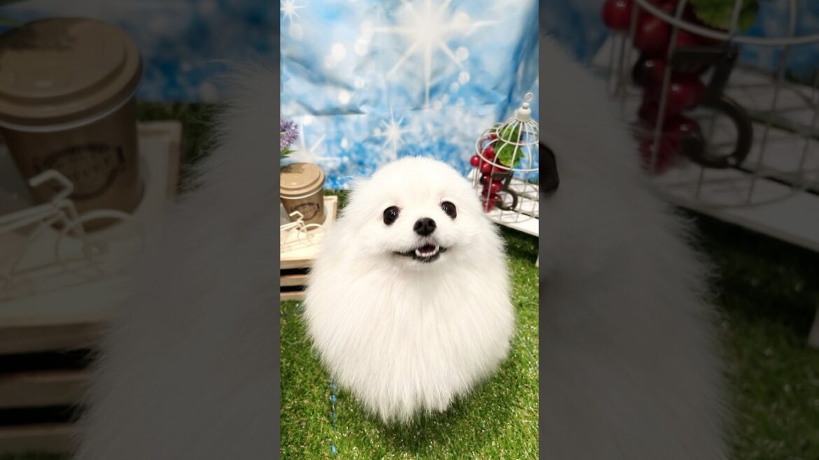 【未公開集】シャンプー後の写真は大興奮でいつも決まらない