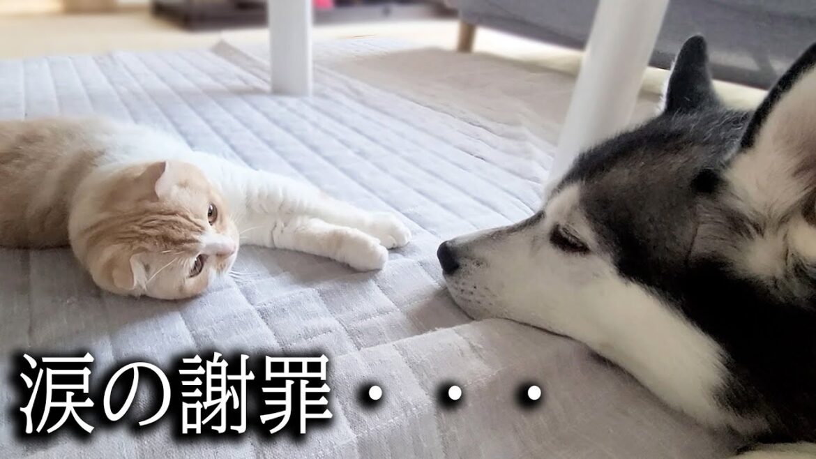 初めて犬に蹴られた猫がプンプンに怒って威嚇した結果こうなった… 初めて犬に蹴られた猫がプンプンに怒って威嚇した結果こうなった...