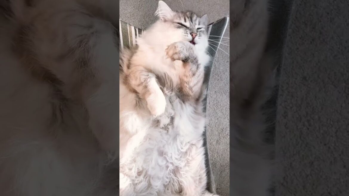 朝みんなを見送った後は自分のお手入れ #サイベリアン #ねこ #猫 #ワーママ #ねこ動画 #cat #catlover #cute #kitten #siberian