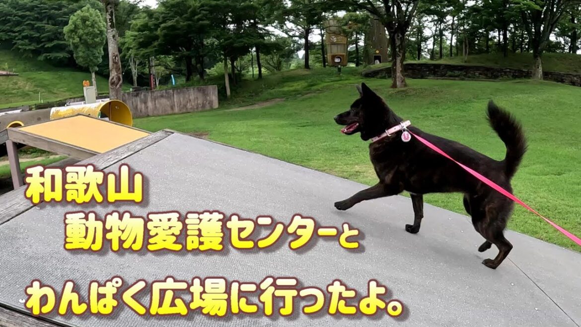 動物愛護センターとわんぱく広場で散歩-　甲斐犬いち
