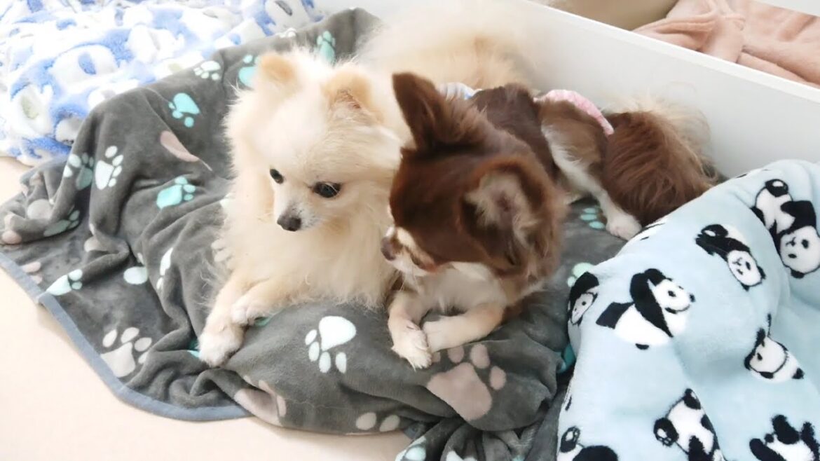 お泊りして親友となるポメラニアンとチワワ　🐶ひみつきちなう！②🐶  2023年6月26日