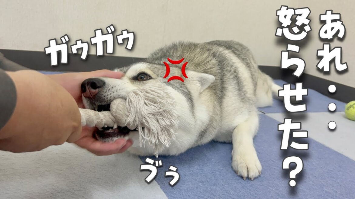 【危険！】ロープ遊びしてたはずのハスキー犬が突然怒り出す…？
