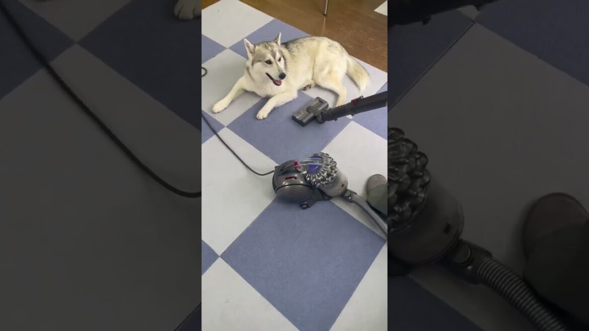 愛犬のせいで我が家の掃除はとても非効率w #ハスキー犬