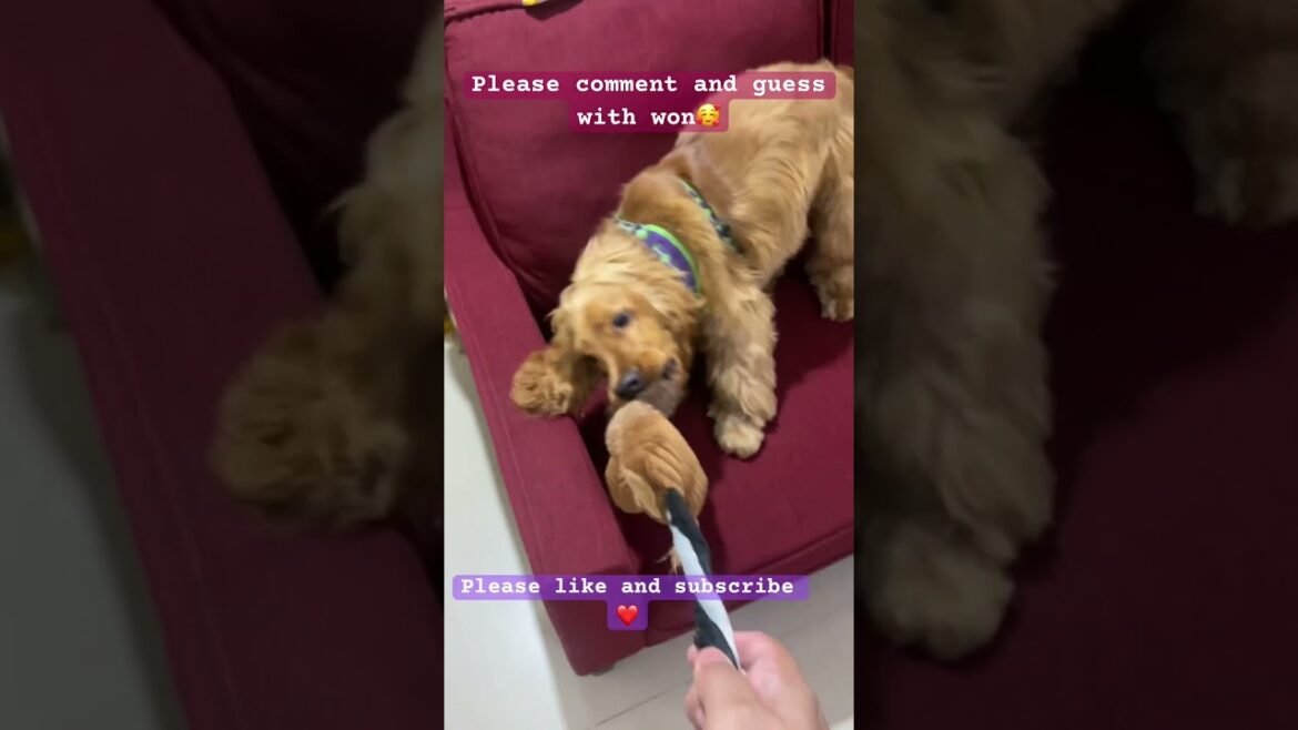 🥰😘Tug of war 🤗🤗#shortvideo #shorts