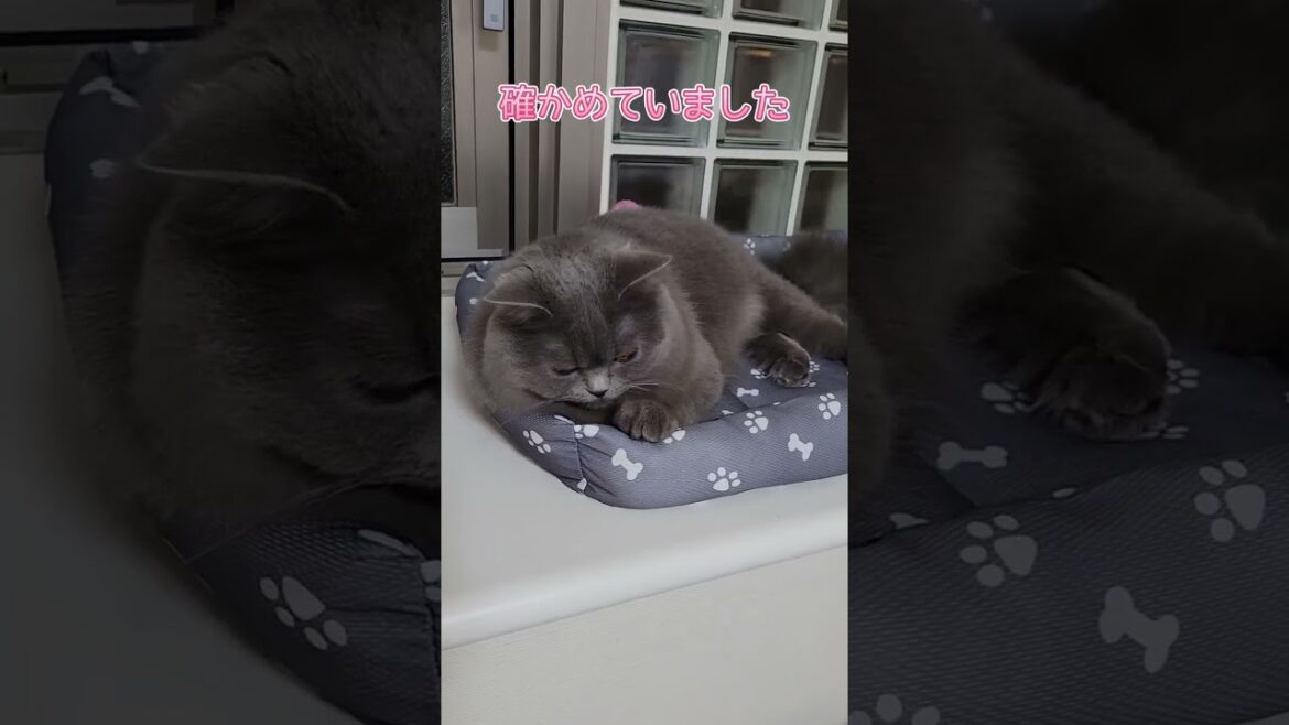 冬用ベッドから夏用ベッドへ【サイベリアン・キキのKIKICHANNEL】#shorts #サイベリアン #猫