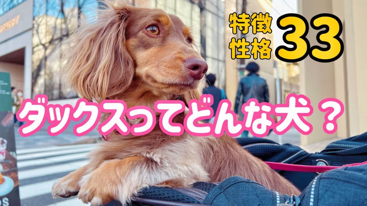 ミニチュアダックスってどんな犬?特徴性格33選 ミニチュアダックスってどんな犬?特徴性格33選