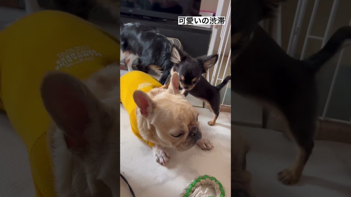 【キュン死注意】子犬のチワワと先住犬が戯れるシーンが最高に可愛すぎる件について#フレンチブルドッグ #キャバリア #チワワ #多頭飼い #いぬ #shorts