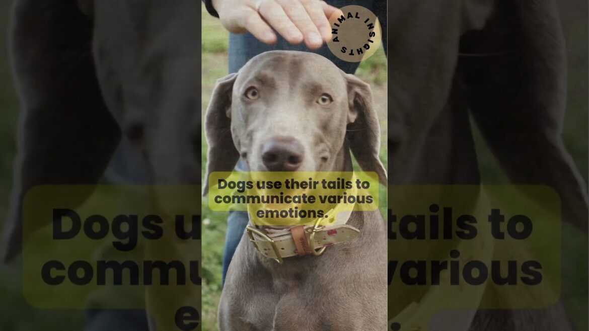 Animal Insights | Animal facts| Understanding of animals | Interacting with animals | Dog facts