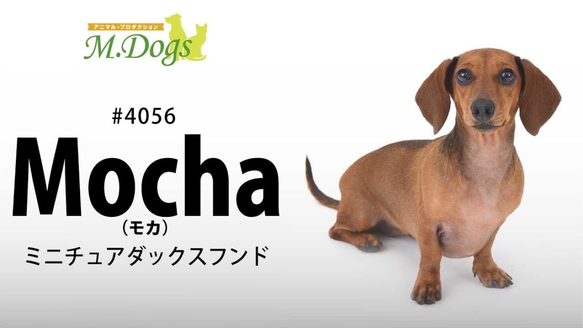 ペットモデル #4056 ミニチュアダックスフンド(スムース)「Mocha(モカ)」