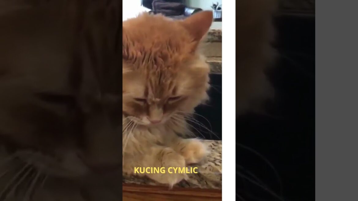 Daya tarik Kucing Cymric#shortsfound #shortsvideo #shorts