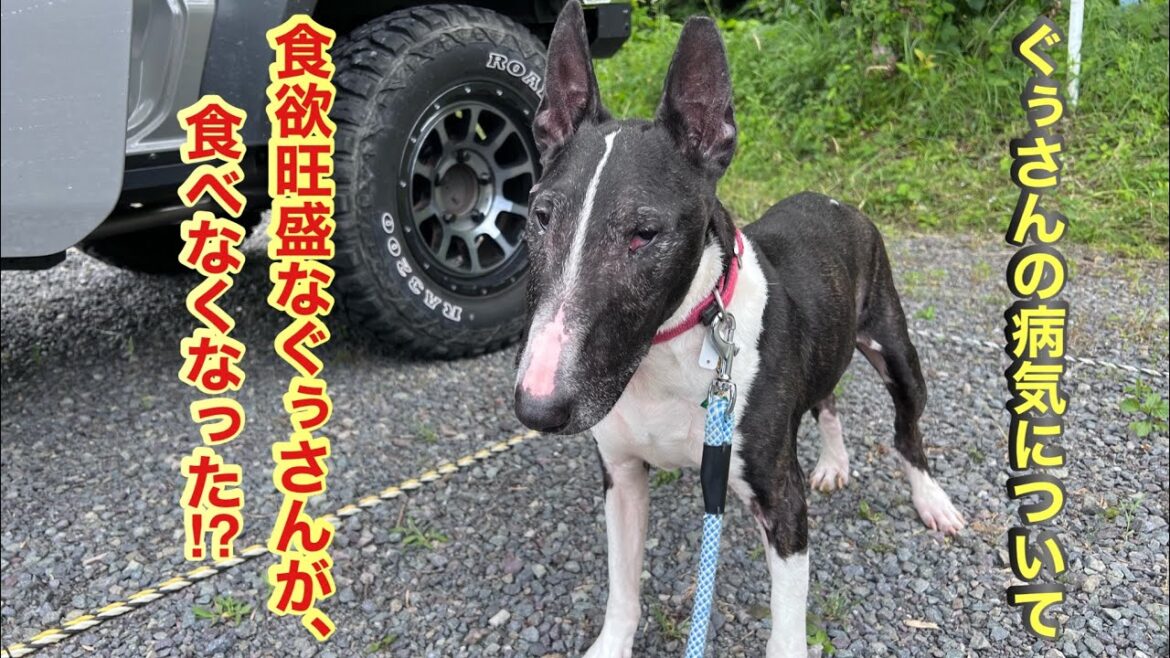 【ミニチュアブルテリア】命に関わる病気