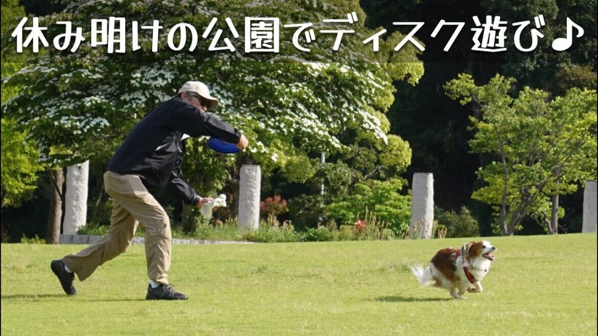 休み明けの公園ディスク♪コーイケルホンディエのテラとノバスコシアダックトーリングレトリバーのピコとの暮らし 休み明けの公園ディスク♪コーイケルホンディエのテラとノバスコシアダックトーリングレトリバーのピコとの暮らし