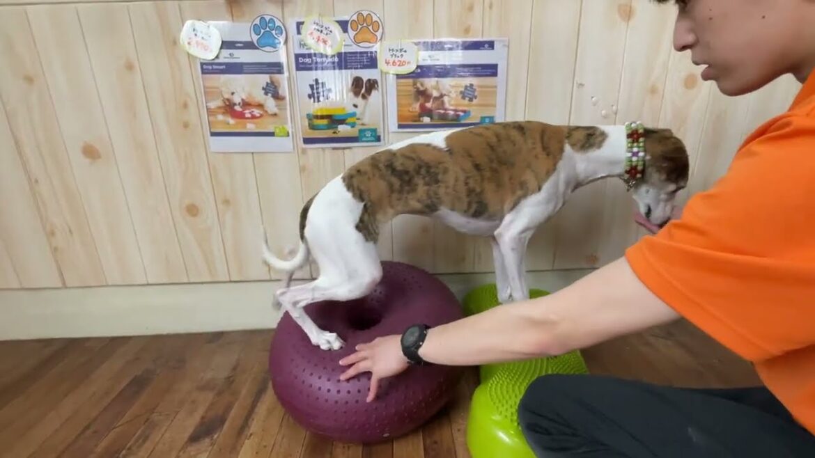 ウィペットの”マキちゃん”と”バランスボール ”でエクササイズ！