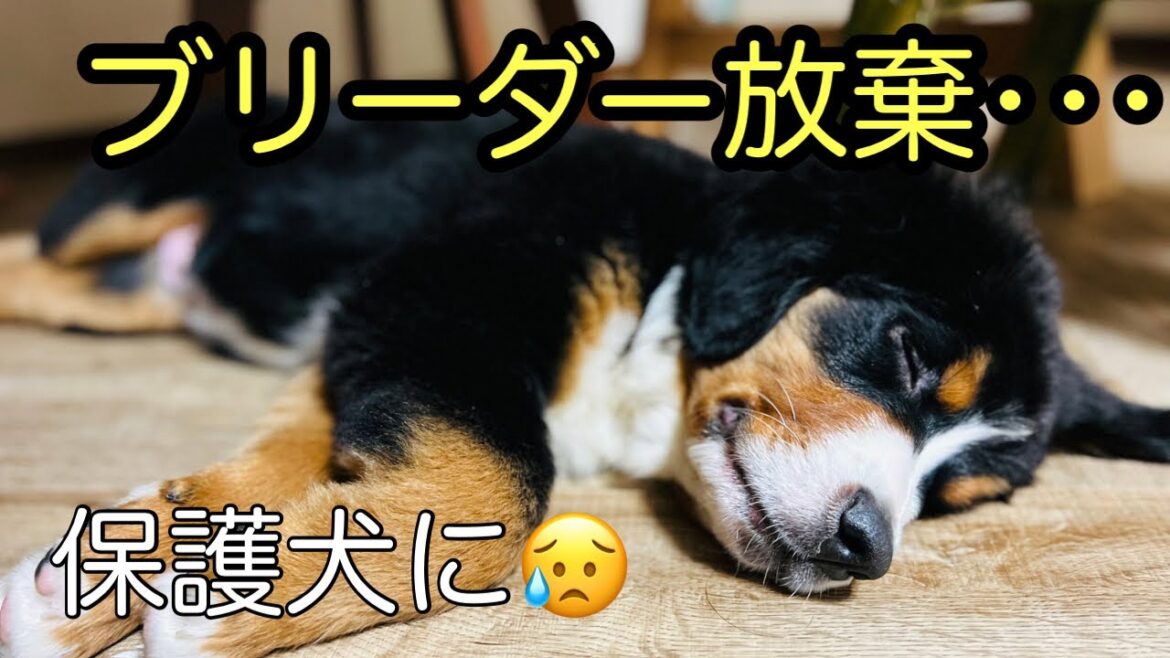 【障害に負けるな！】2023/5/27里親様募集　ビート♂4ヶ月バーニーズマウンテンドッグ　可愛いパピーちゃん😊#犬 #保護犬 #バーニーズマウンテンドッグ