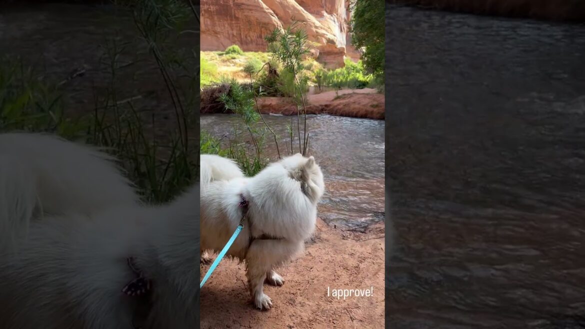 Ryder approves of this Trail, Only watch the last 5 seconds#trending #samoyed #ytshorts #viral #yt Ryder approves of this Trail, Only watch the last 5 seconds#trending #samoyed #ytshorts #viral #yt