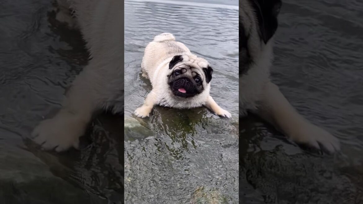 この後💦落ちます💦#パグ #shorts #犬のいる暮らし #かわいい犬
