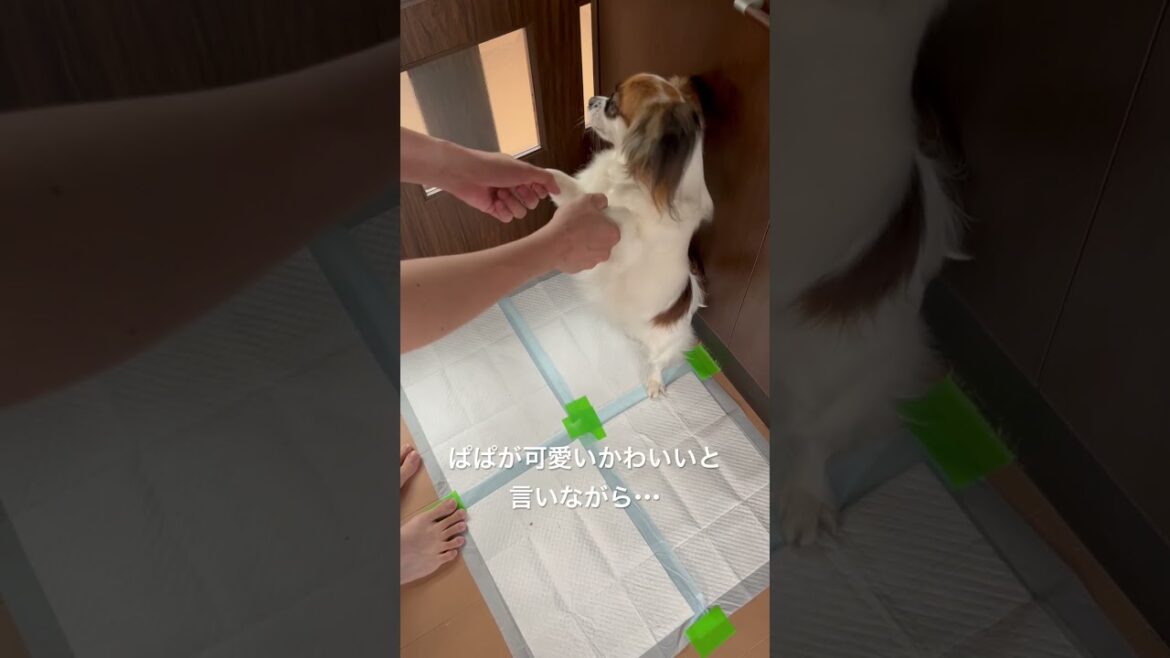 休日のぱぱとパピヨン🐶