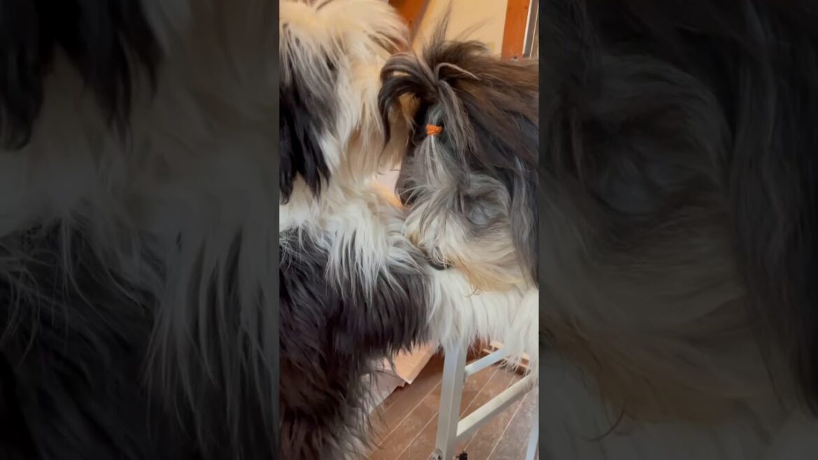 ＃Shorts【田舎暮らし】もふもふ犬 ビアデットコリー の恋