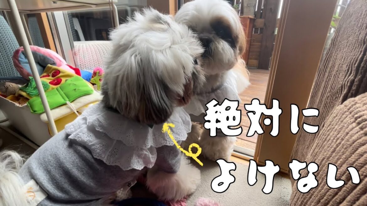 [シーズー多頭飼い]シーズー2匹いると、こうなります