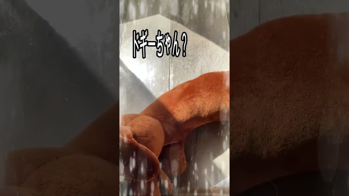 皆んな仲良し🥰　#shorts  #miniaturepinscher #ミニチュアピンシャー #ミニピン