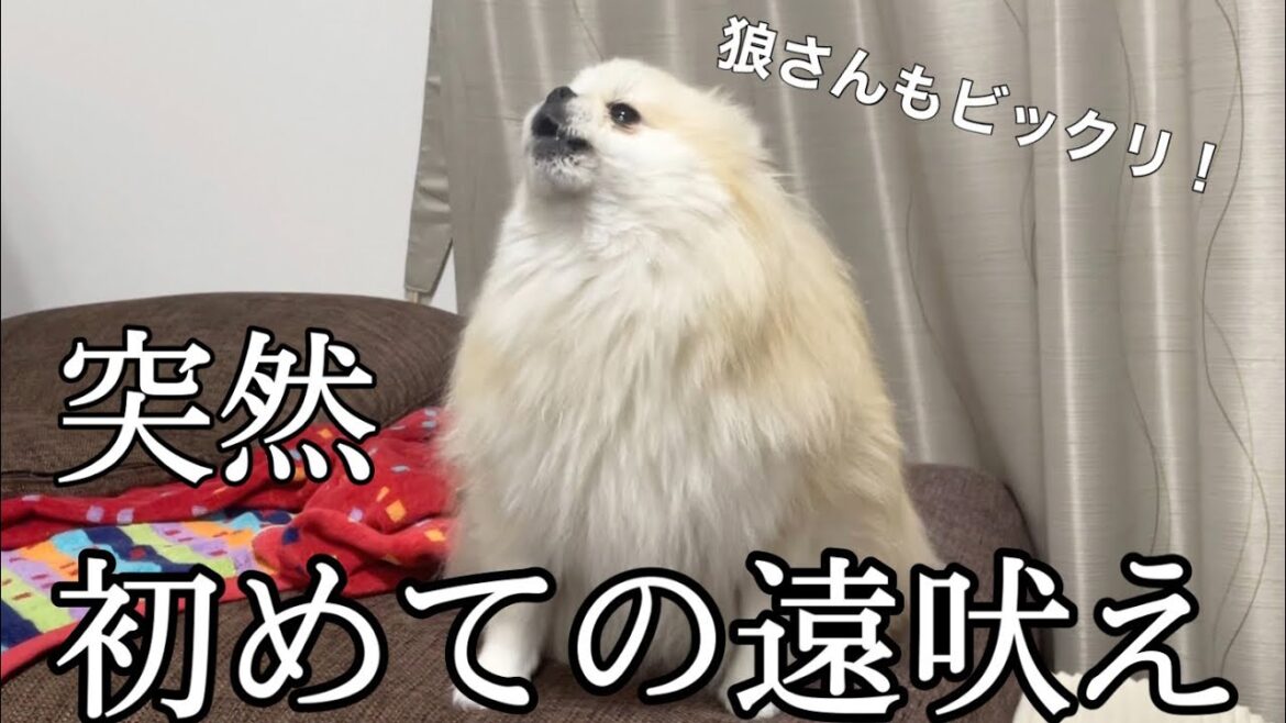 小さなポメラニアンが狼顔負けの可愛い遠吠えを披露してくれました