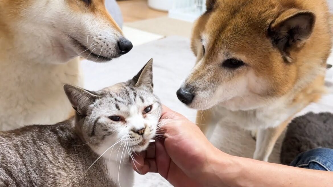飼い主が泊まりで家を出ることになったときの犬と猫の反応がこちらです