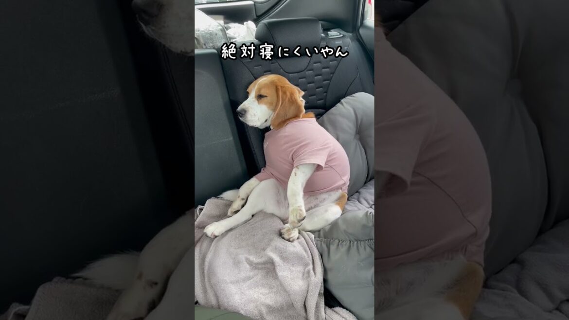 クセが強めのビーグル犬　#shorts