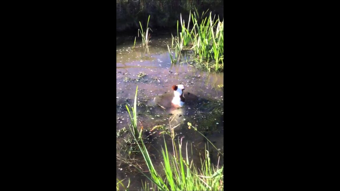 Smooth fox terrier swimming #shorts