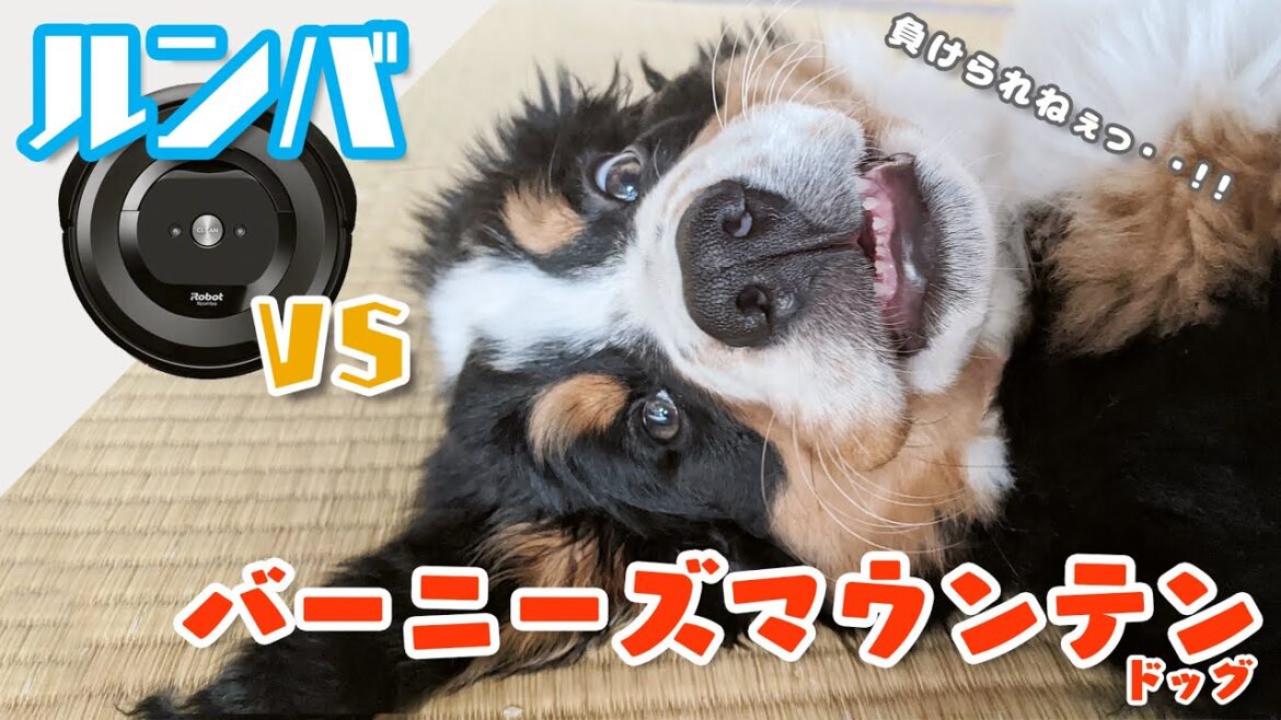 ルンバ VS テオ　バーニーズマウンテンドッグのテオのお家での様子