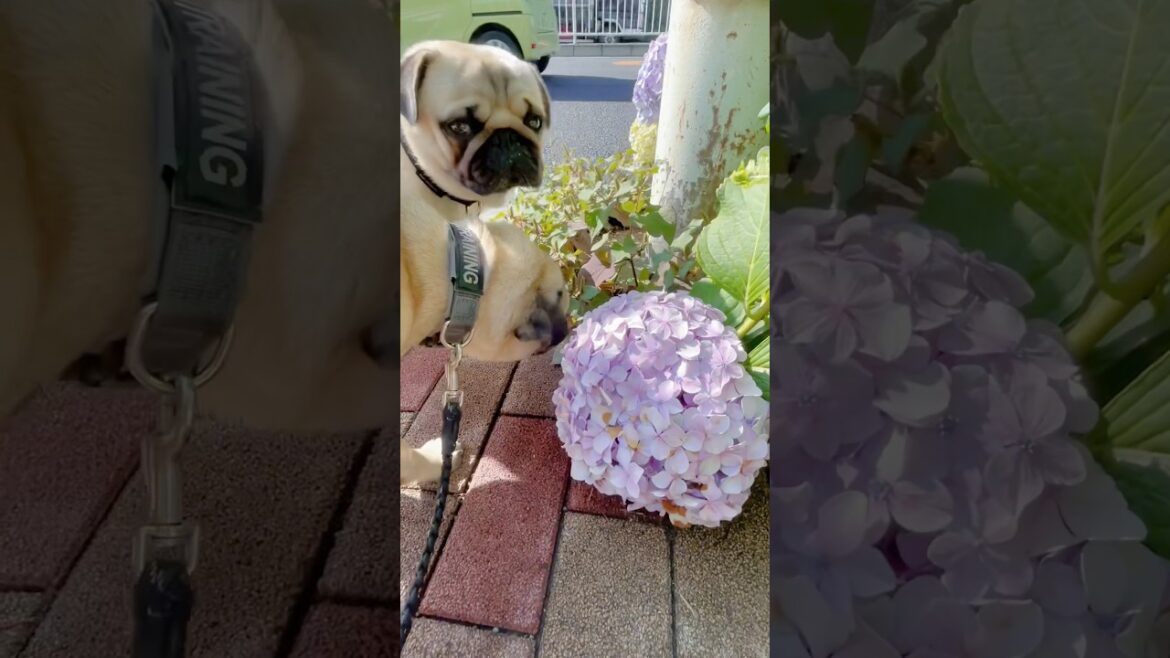 [パグ]ｸﾝｸﾝ🐽なんだこれ！？ (hydrangea and dog) #shorts