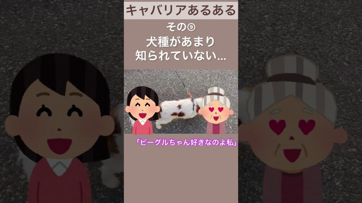 【キャバリア】あるある・特徴その⑨ #shorts