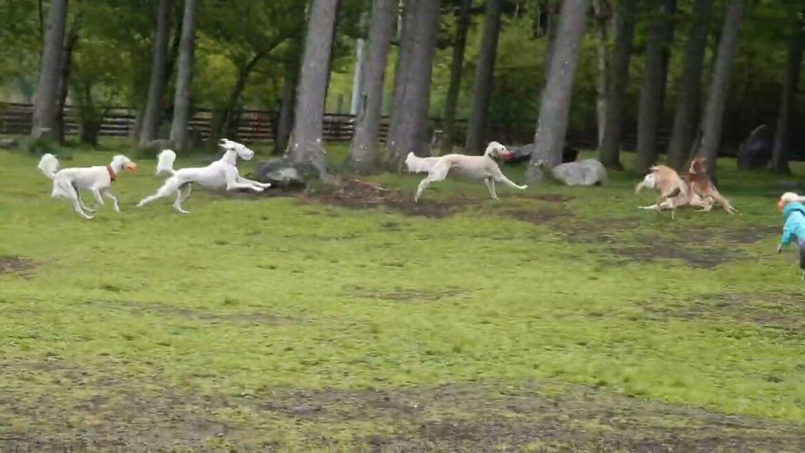 2023年初夏のサルーキオフ会！賑やかな若手♪（Saluki）