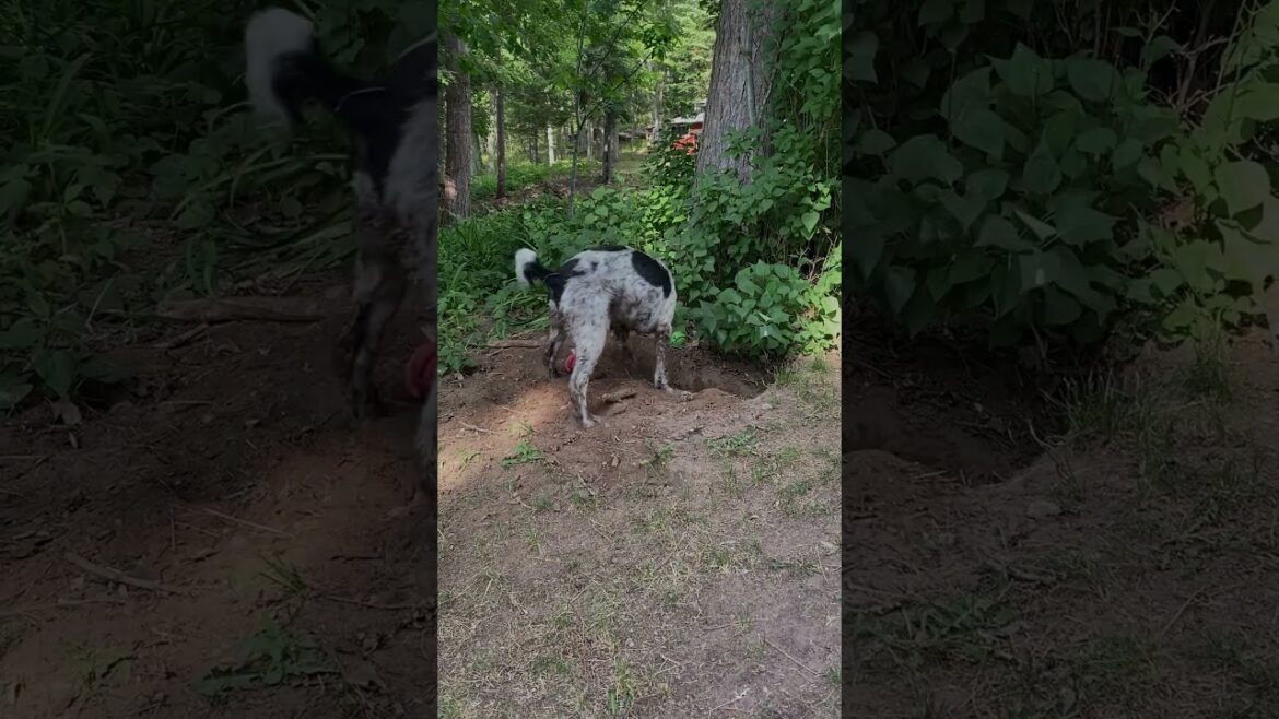 Dirty Dog #springerspaniel