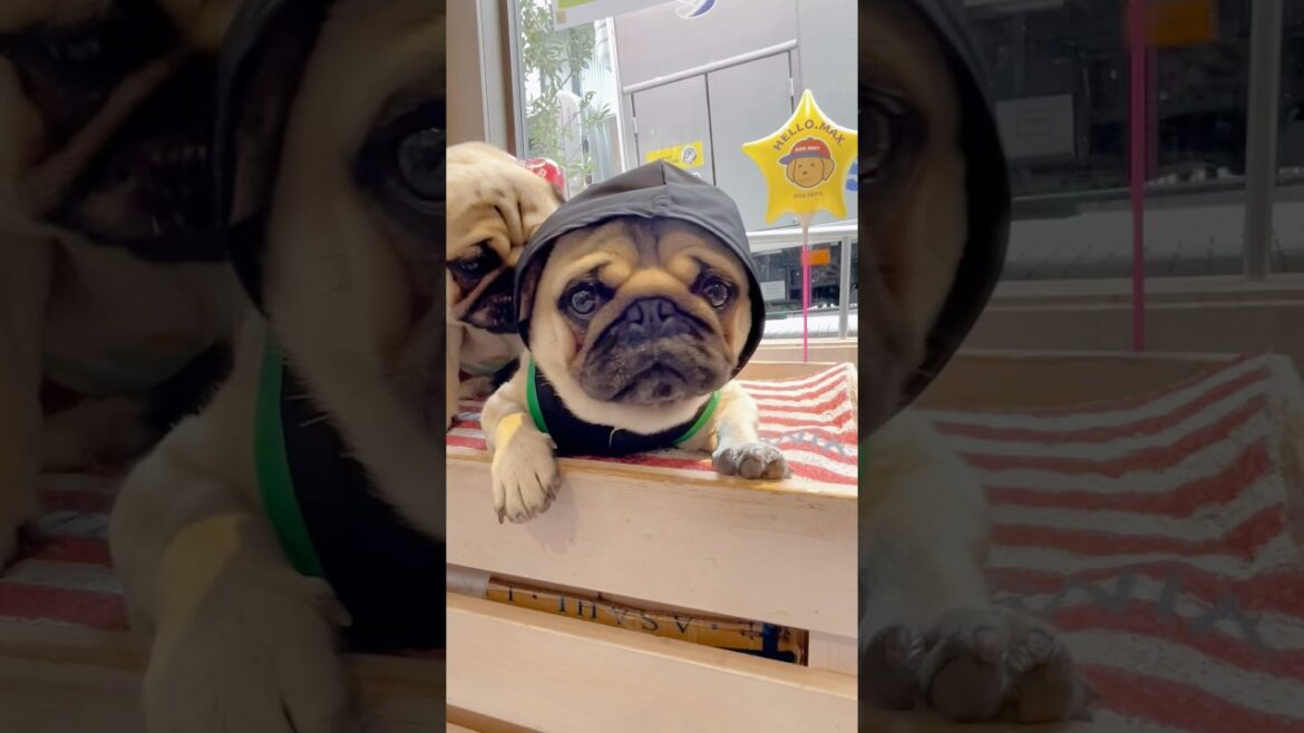 [パグ]似合う？ #着ると固まる (dog tried on) #shorts