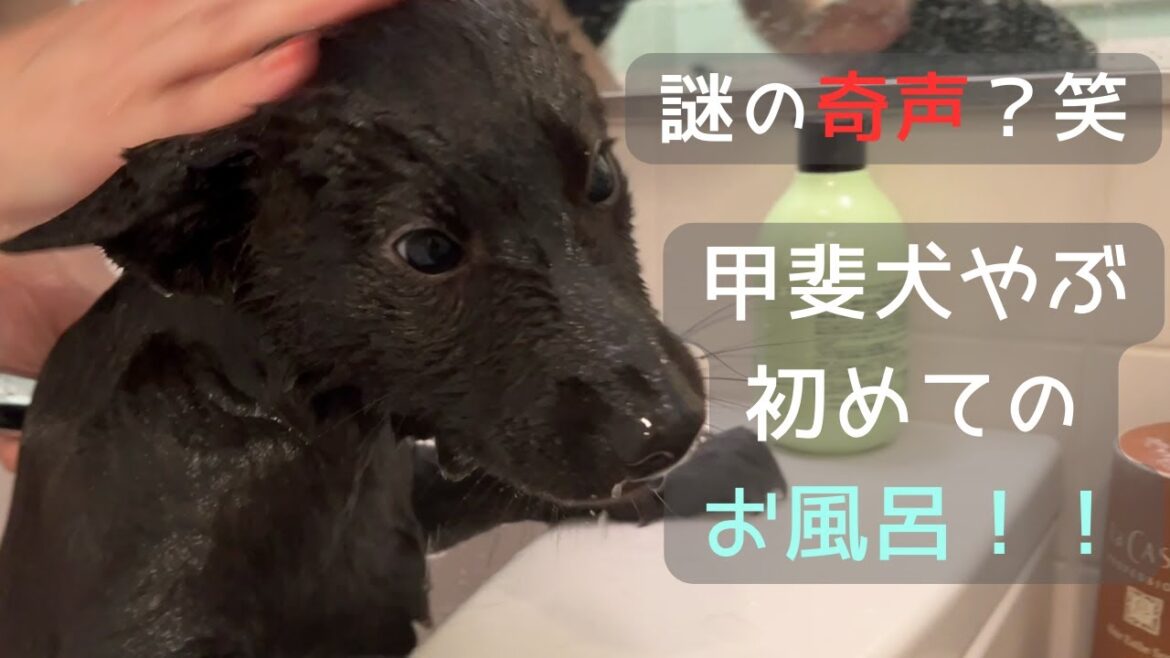 【甲斐犬】子犬やぶを初めてお風呂に入れたら、謎の声を上げました。笑