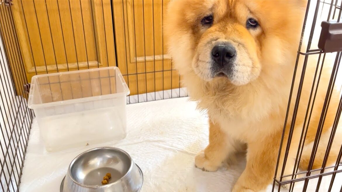 ご飯が4粒しかなかった時のチャウチャウ犬の顔