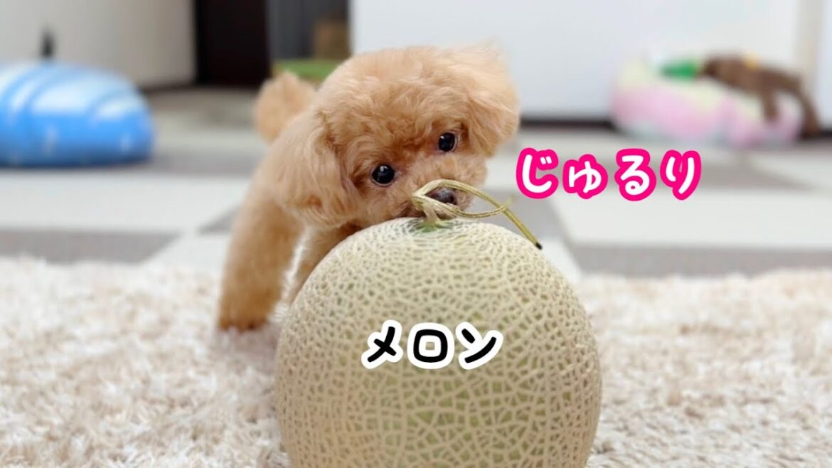 予定過多で、あられもない姿で寝る犬がかわいいｗ【トイプードルのコロン】