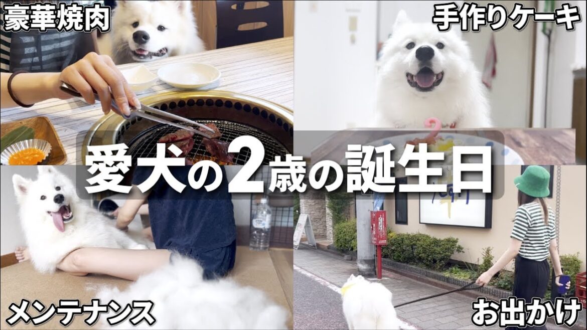愛犬の誕生日を全力でお祝いしてみました! 愛犬の誕生日を全力でお祝いしてみました!