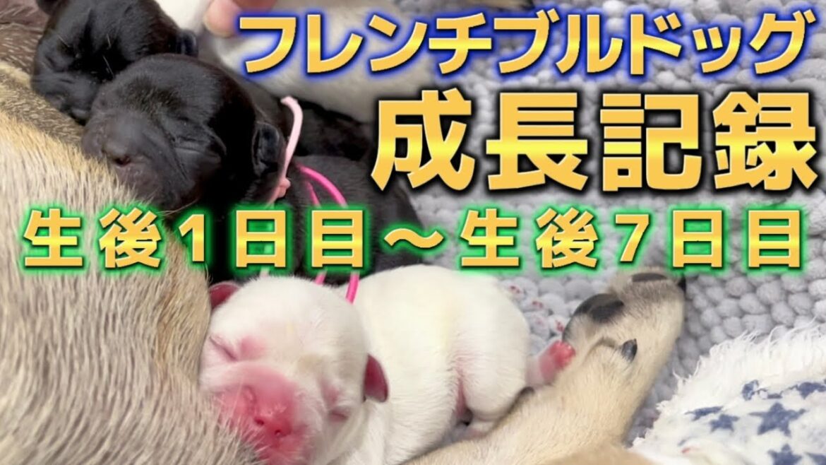 “フレンチブルドッグ”の赤ちゃんは、『こうやって育っていく！』って言う“成長記録”動画
