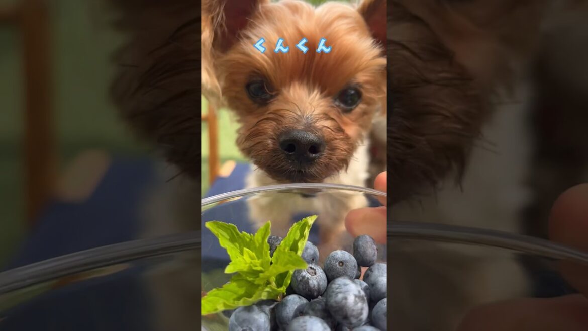 目にやさしいおやつだせ🐶💕🐶