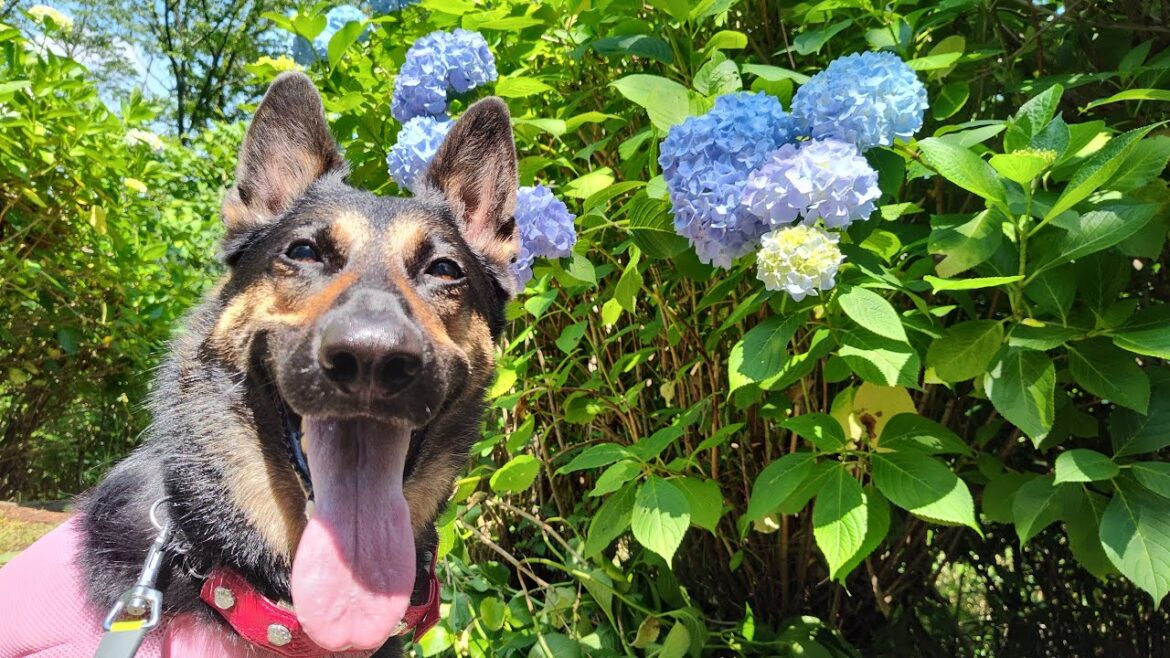 愛犬がめっちゃ笑顔になるハードモードなあじさい園見つけましたｗ【ジャーマンシェパード】