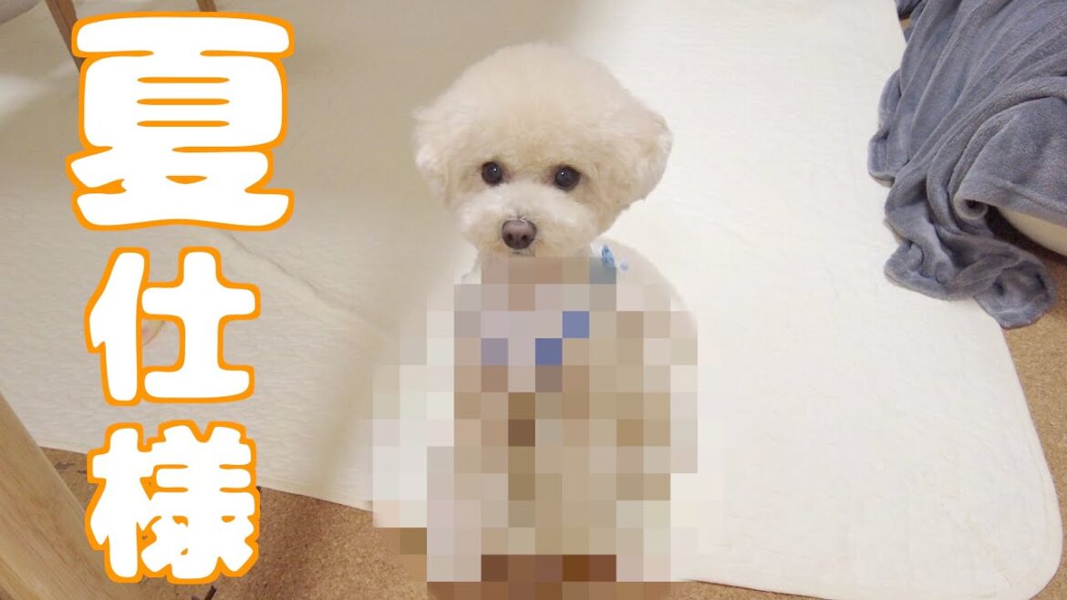 妹犬がトリミングで2回り小さくなって帰ってきました！