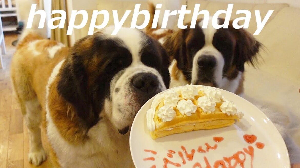 【今日はベル君の誕生日!】平凡なセントバーナードとペキニーズの日記 【今日はベル君の誕生日!】平凡なセントバーナードとペキニーズの日記