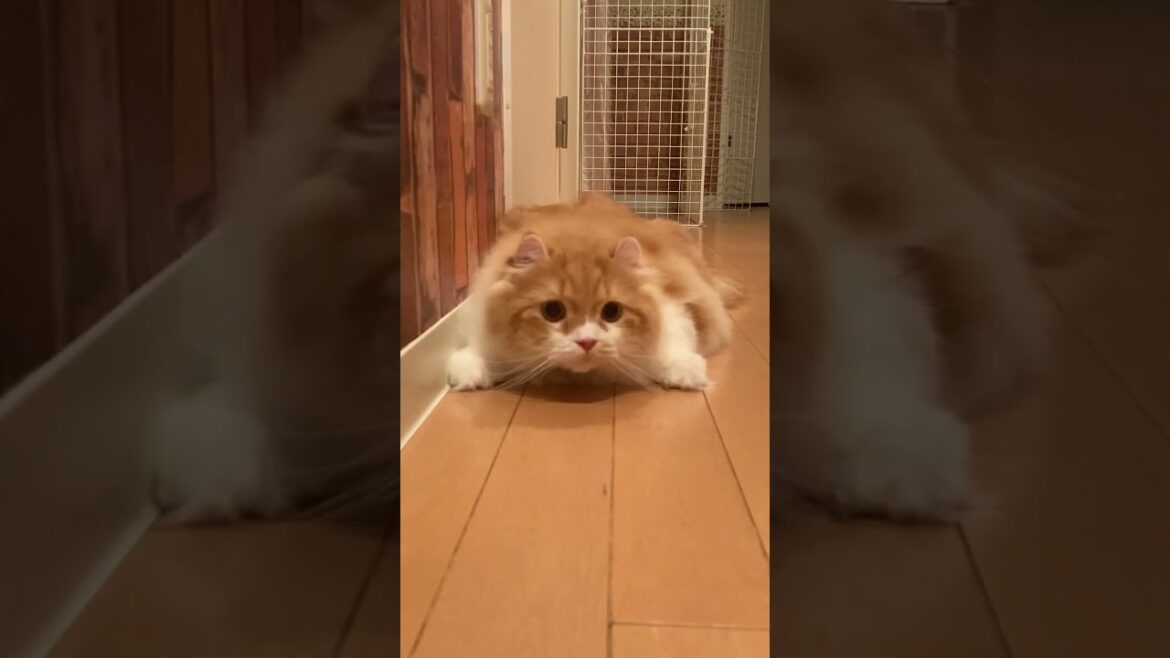 暑くて床にべったりな猫 #shorts  #猫 #アメリカンカール #cat