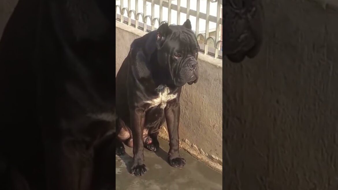 Cane Corso Stud Available #youtube #shorts #viral #dog