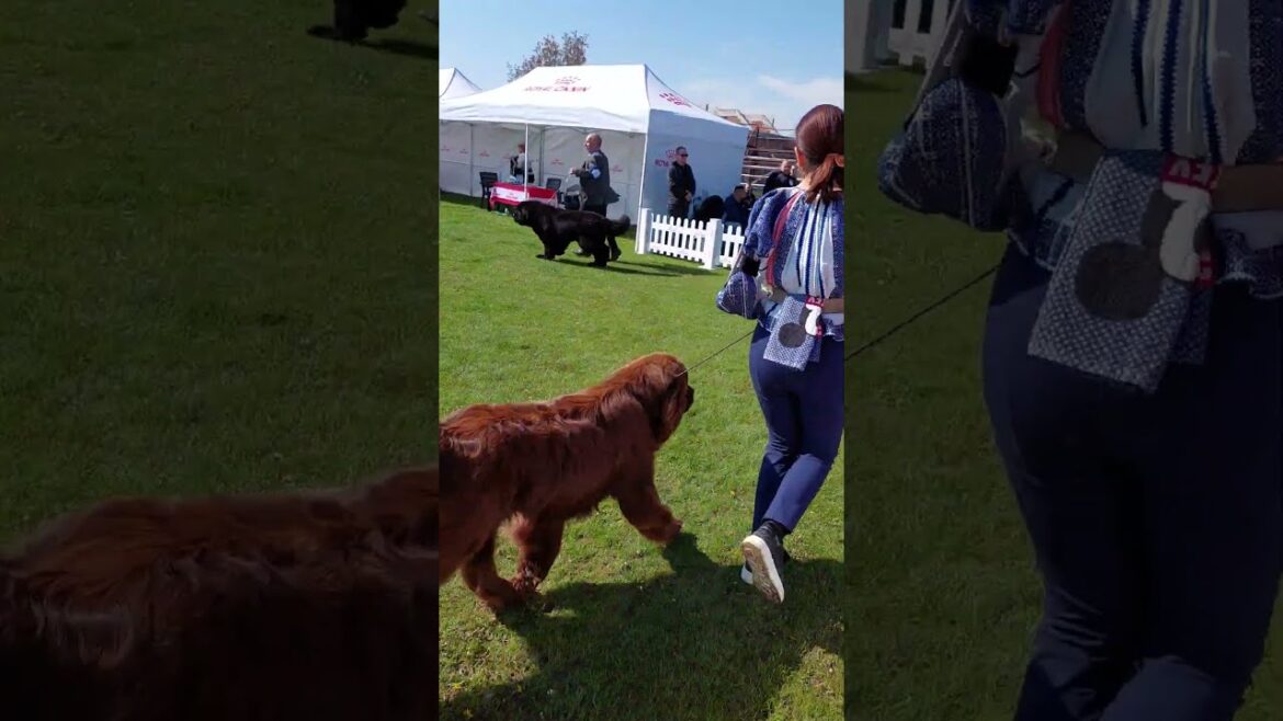 EXPOZITIE CANINA 2️⃣0️⃣2️⃣3️⃣ LA CREVEDIA ILFOV |  C.A.C. SI C.A.C.I.B. 29 APRILIE 2023 | TERRA NOVA