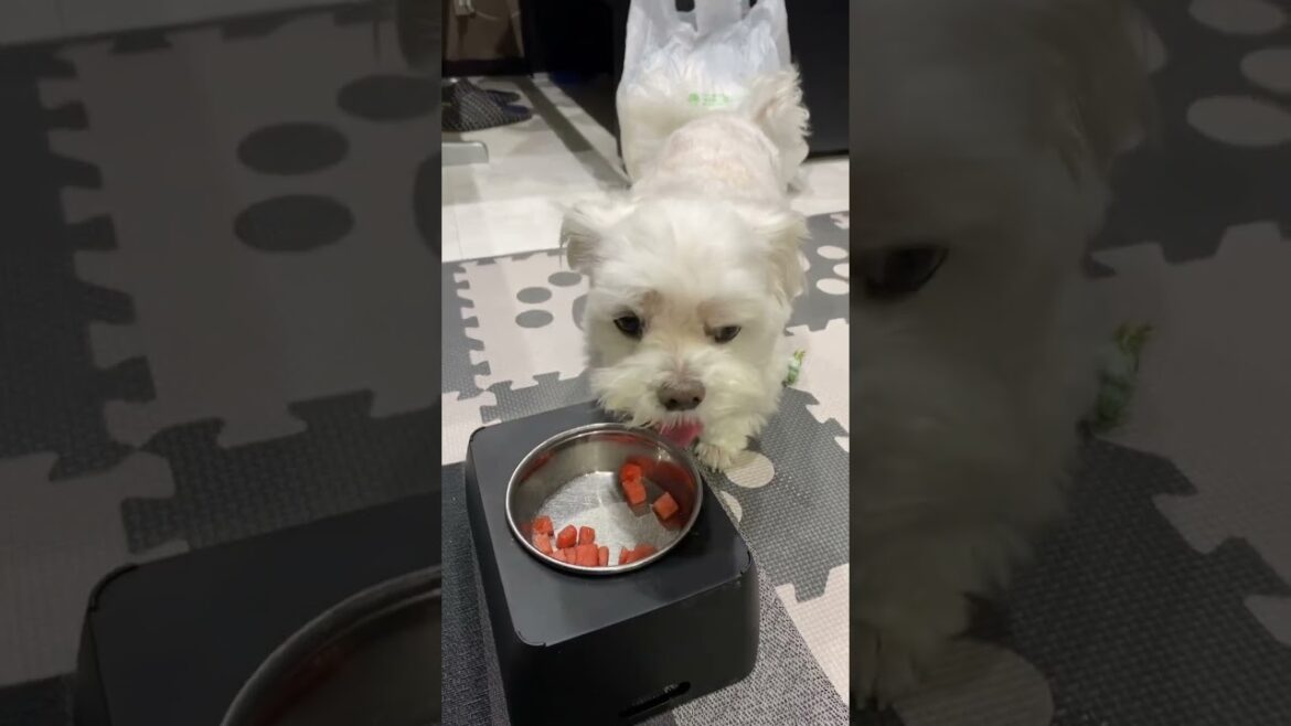 噛み噛みアピールする犬いる？🐶#shorts