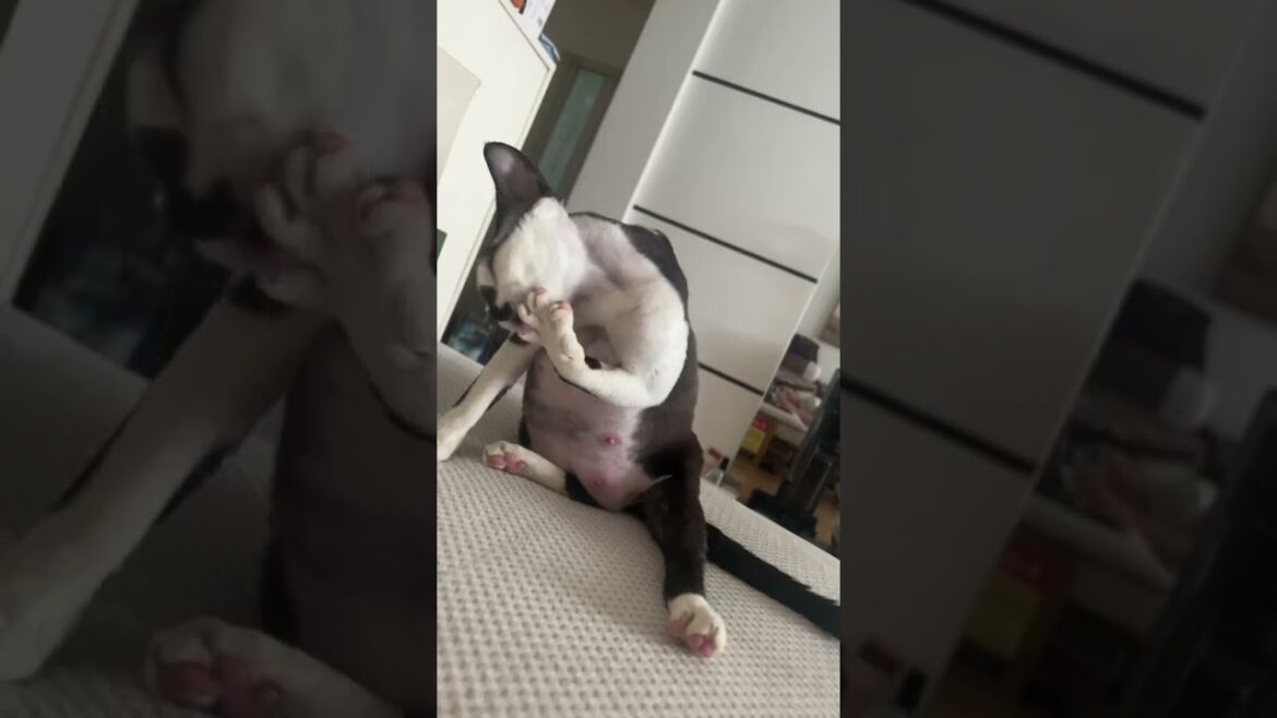 一天到晚就知道吃的猫长什么样 #德文卷毛猫 可爱到爆炸💥